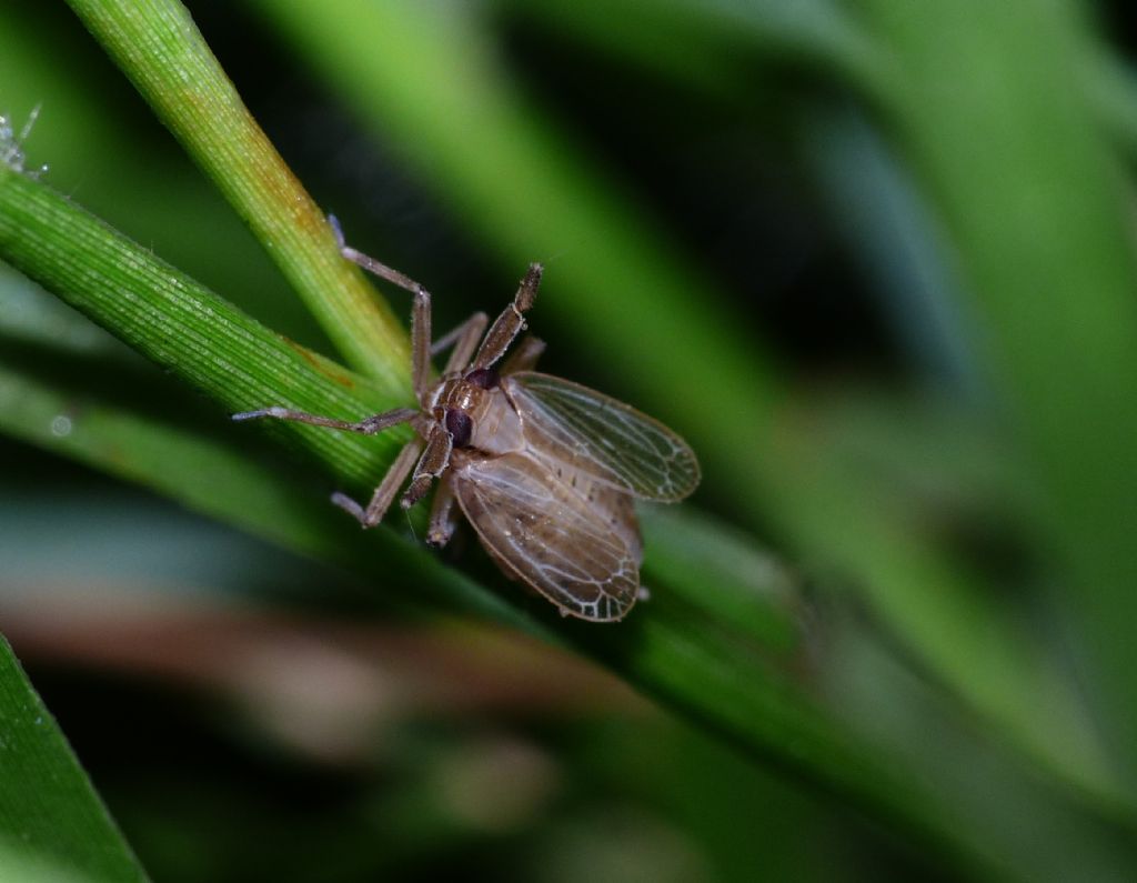 Delphacidae?